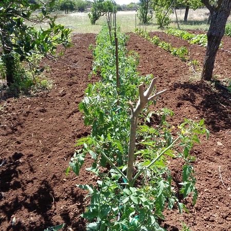 Agroturismo Na Set Centes - Adults Only Artá Eksteriør bilde
