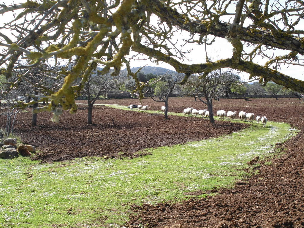 Agroturismo Na Set Centes - Adults Only Artá Eksteriør bilde